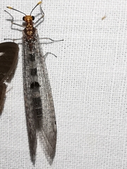 Megistopus flavicornis