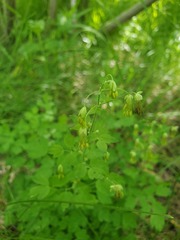 Thalictrum fendleri fendleri