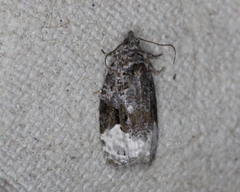 Apotomis capreana