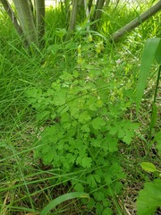 Thalictrum fendleri fendleri