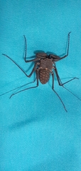 Phrynus operculatus