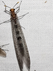 Megistopus flavicornis