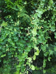 Aristolochia leptosticta