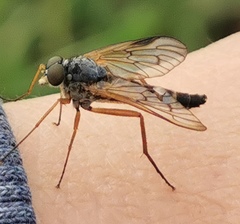 Rhagio vitripennis