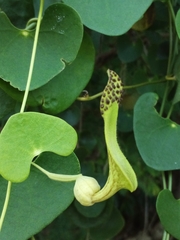 Aristolochia leptosticta