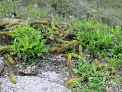 Borzicactus icosagonus