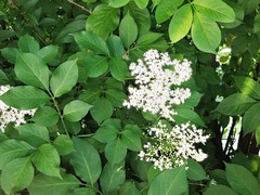 Sambucus nigra