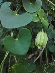 Aristolochia leptosticta