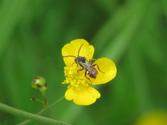 Nomada cuneata