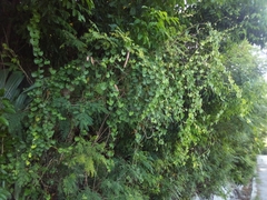 Aristolochia leptosticta