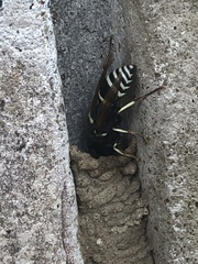 Ancistrocerus waldenii
