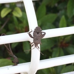 Acanthocoris sordidus