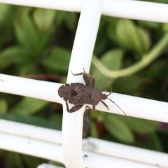 Acanthocoris sordidus