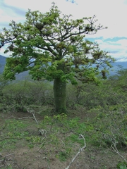 Ceiba trischistandra image