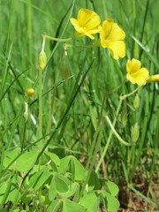 Oxalis stricta