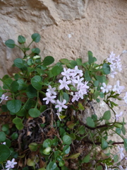 Valeriana longiflora