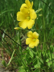 Oxalis stricta
