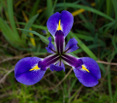 Iris giganticaerulea