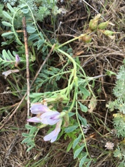 Astragalus plattensis