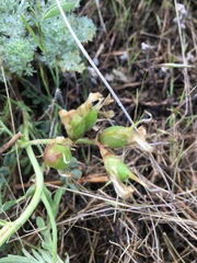 Astragalus plattensis
