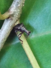 Attelabinae
