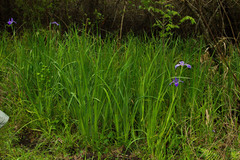Iris giganticaerulea