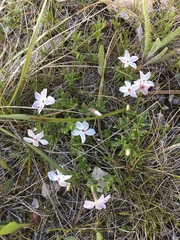 Phlox alyssifolia