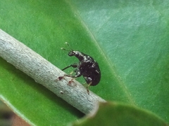 Attelabinae