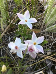 Phlox alyssifolia