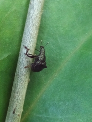 Attelabinae