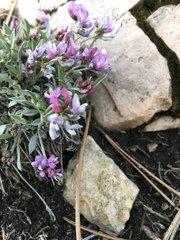 Astragalus spatulatus