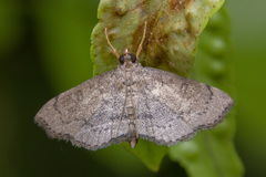 Protonoceras