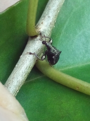 Attelabinae