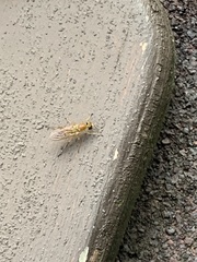 Ptecticus trivittatus