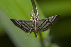 Ravanoa xiphialis