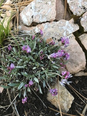 Astragalus spatulatus
