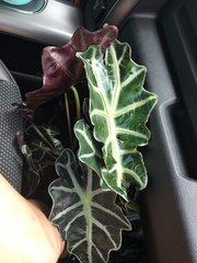 Alocasia amazonica