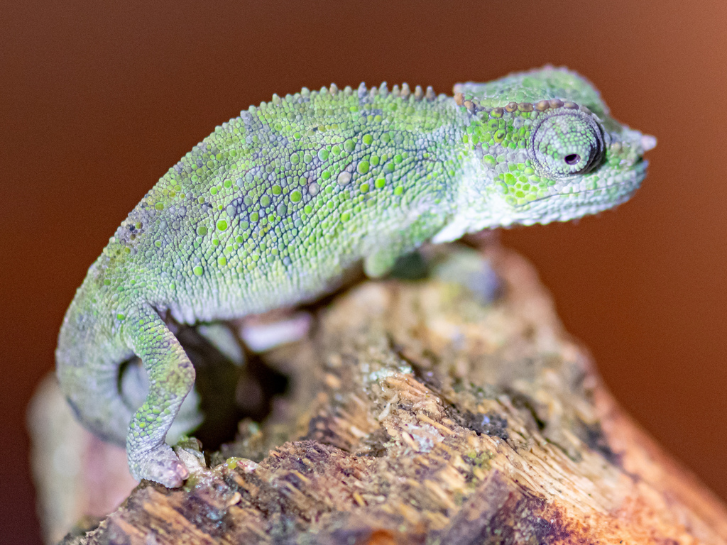 Bale Two-Horned Chameleon