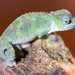 Bale Two-horned Chameleon - Photo (c) Zein et Carlo, some rights reserved (CC BY-NC), uploaded by Zein et Carlo