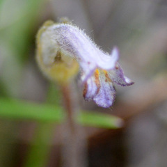 Aphyllon uniflorum