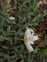 Silene vulgaris
