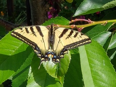 Papilio rutulus