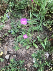 Oenothera rosea