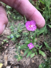 Oenothera rosea