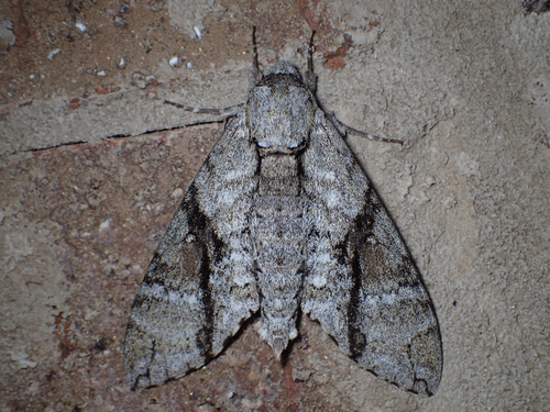 Ash Sphinx photo 5