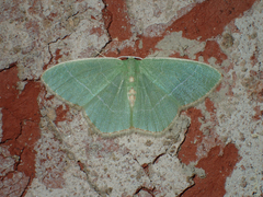 Nemoria lixaria