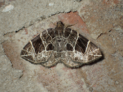 Gandaritis atricolorata
