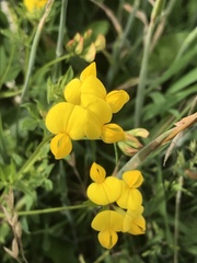 Lotus corniculatus