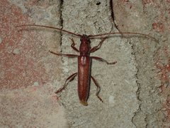 Aneflomorpha