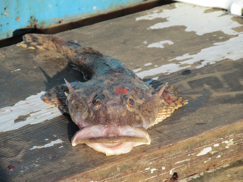 Plain sculpin (Myoxocephalus jaok) — Cottidae